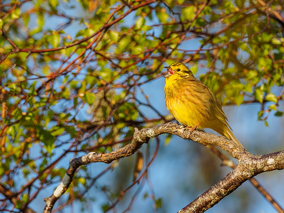 Spring Song