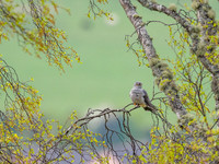 Cuckoo (Cuculus canorus)