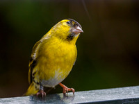 Male Siskin (Carduelis spinus) (2) [1805002]