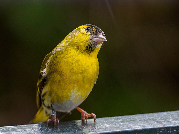 Male Siskin (Carduelis spinus) (2) [1805002]