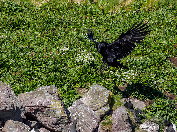 Robbing Raven