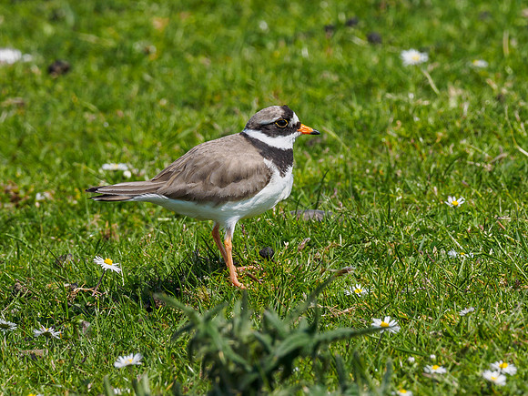 Ringed Plover (Charadrius hiaticula)