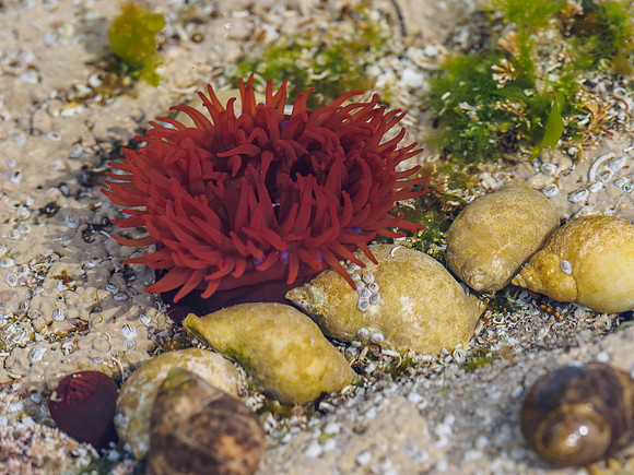 See Anemone
