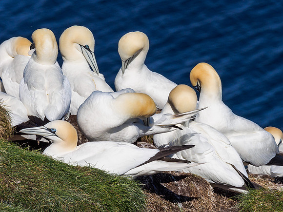 Gannet (Morus bassanus) at Troup Head