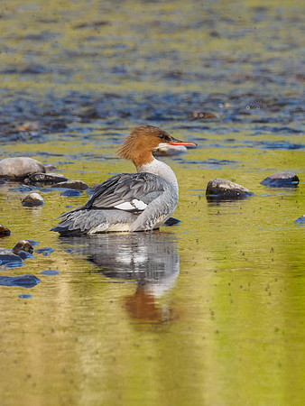 Goosander/Common Merganser (Mergus merganser)