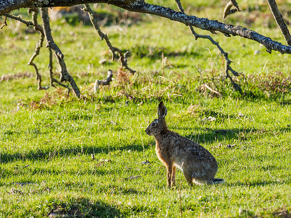 Brown Hare (Lepus europaeus)