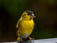 Male Siskin (Carduelis spinus) (1) [1805001]