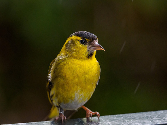Male Siskin (Carduelis spinus) (1) [1805001]