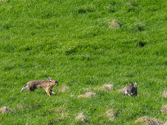 Brown Hare (Lepus europaeus)