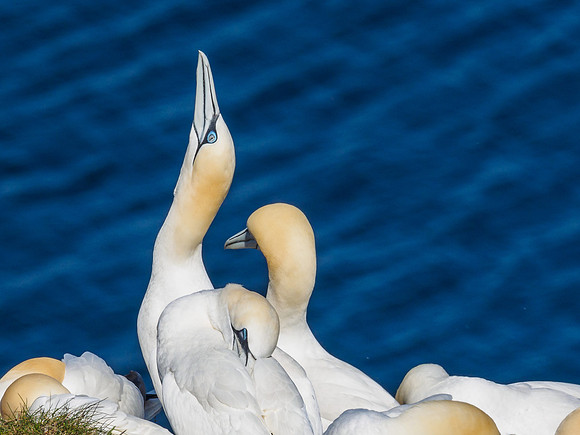 Gannet (Morus bassanus) at Troup Head