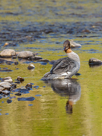 Goosander/Common Merganser (Mergus merganser)