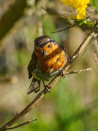 Robin (Erithacus rubecula)