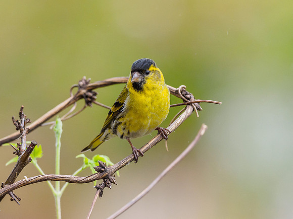Male Siskin (Carduelis spinus) (6) [1805010]