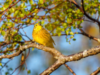 Yellowhammer (Emberiza citrinella)