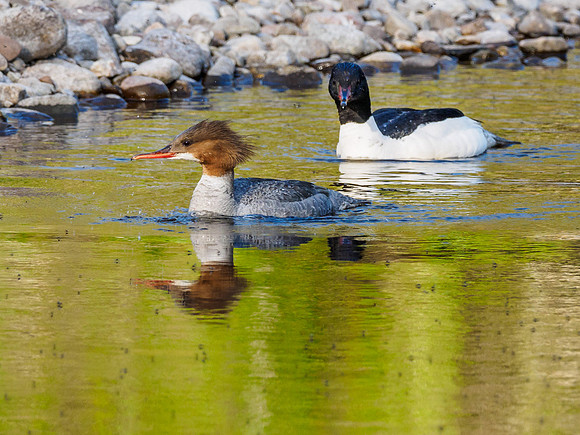 Goosander/Common Merganser (Mergus merganser)