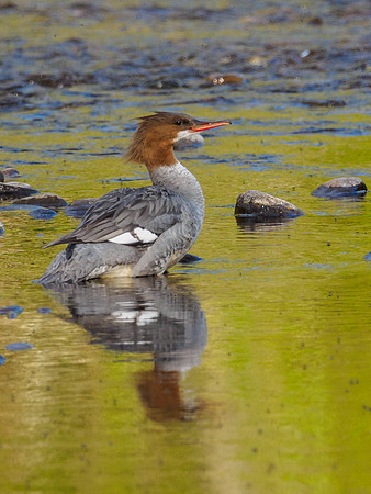 Goosander/Common Merganser (Mergus merganser)