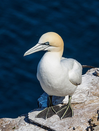 Gannet (Morus bassanus) at Troup Head