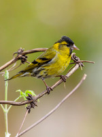 Male Siskin (Carduelis spinus) (4) [1805008]