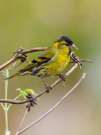 Male Siskin (Carduelis spinus) (4) [1805008]