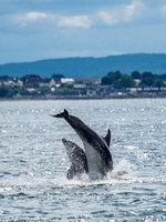 Chanonry Point Bottlenose Dolphins