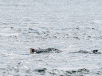 Chanonry Point Bottlenose Dolphins