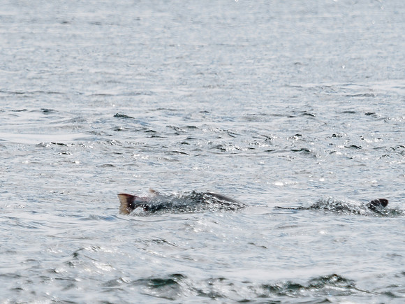Chanonry Point Bottlenose Dolphins