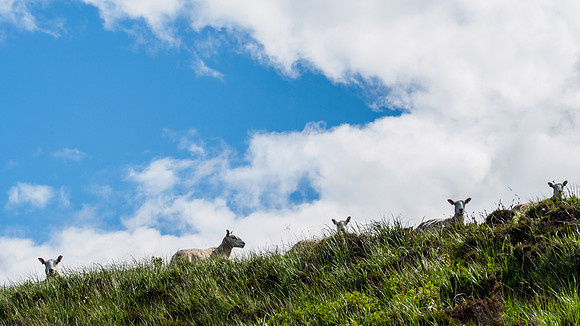 We're Watching Ewe