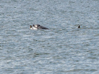 Chanonry Point Bottlenose Dolphins