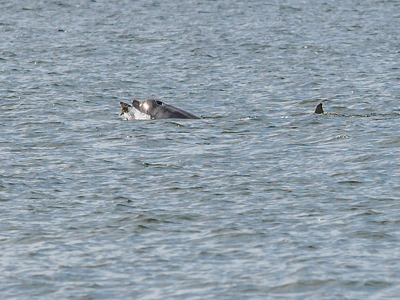 Chanonry Point Bottlenose Dolphins