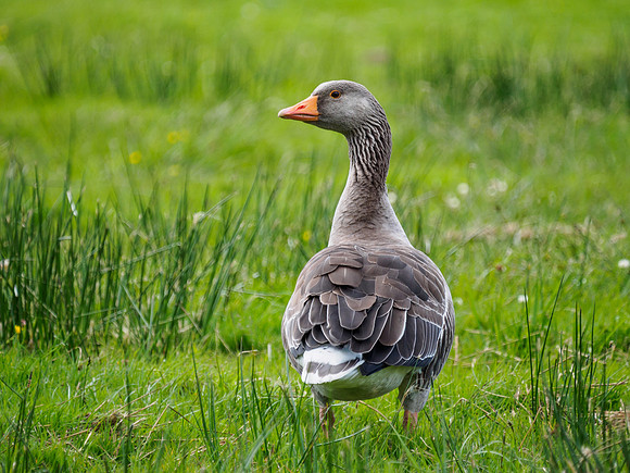 Greylag Geese