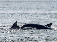 Chanonry Point Bottlenose Dolphins