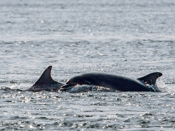 Chanonry Point Bottlenose Dolphins