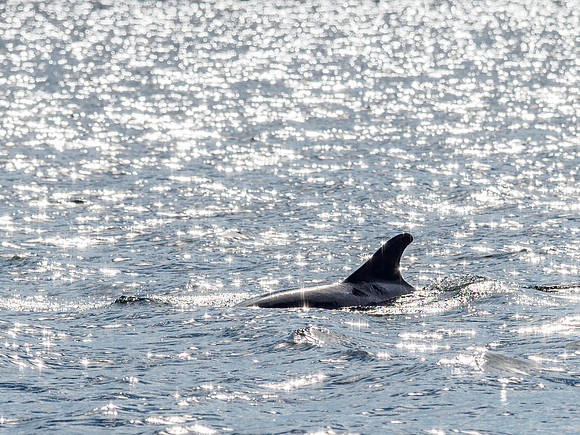 Chanonry Point Bottlenose Dolphins