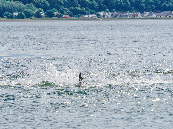 Chanonry Point Bottlenose Dolphins