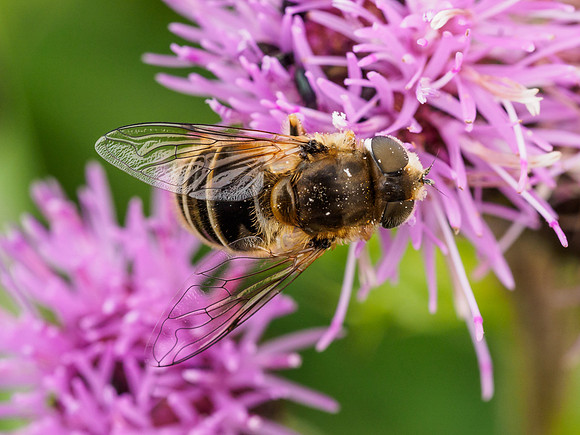 Hoverfly