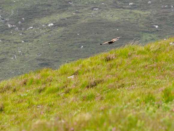 Hunting Buzzard