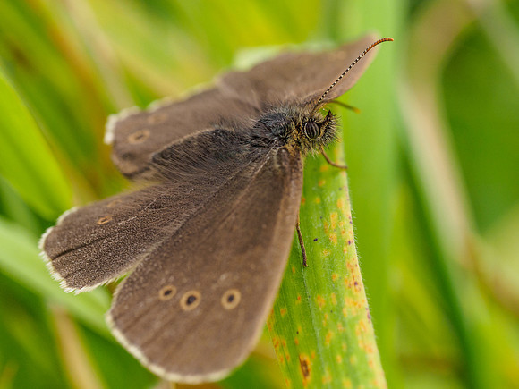 Ringlet Butterfly
