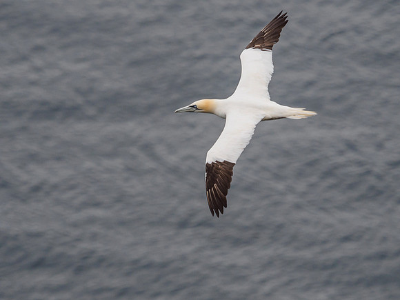 Troup Head Gannets