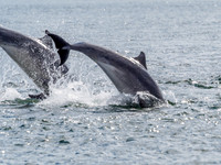 Chanonry Point Bottlenose Dolphins