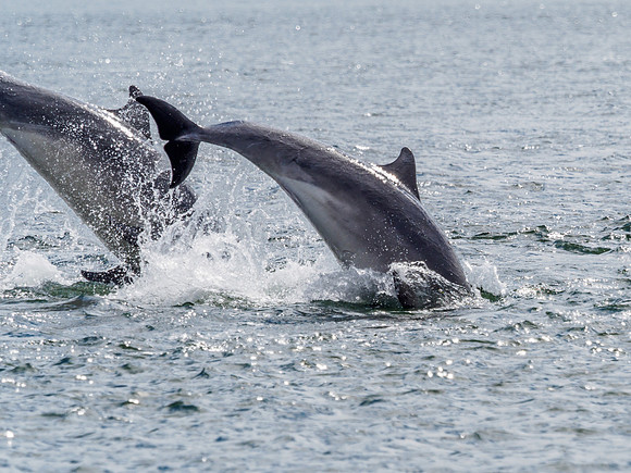 Chanonry Point Bottlenose Dolphins