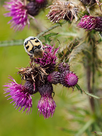 Bee Beetle on Marsh Thistle