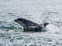 Chanonry Point Bottlenose Dolphins