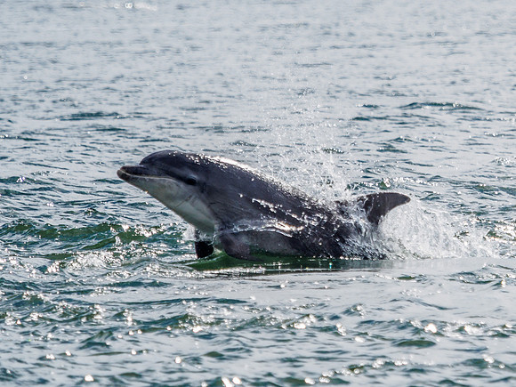 Chanonry Point Bottlenose Dolphins