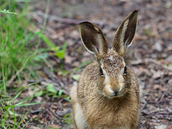 Friendly Brown Hare