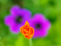 Garden Flowers