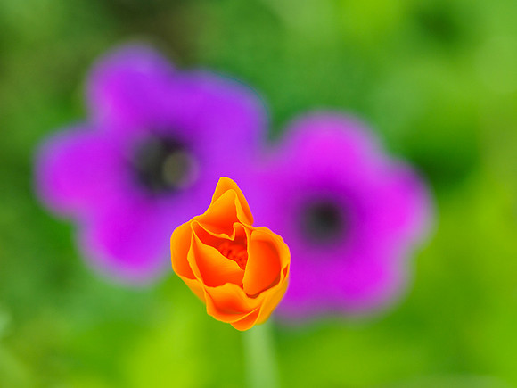 Garden Flowers