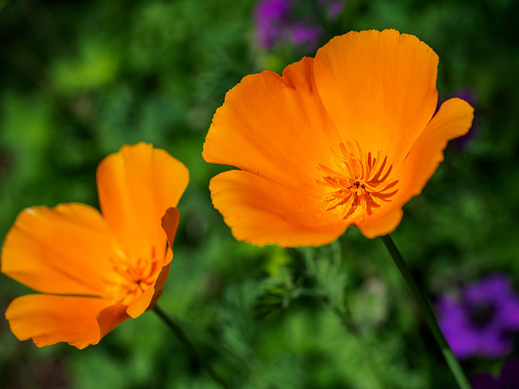Poppies