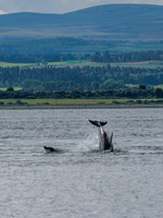 Chanonry Point Bottlenose Dolphins