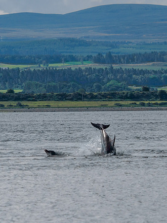 Chanonry Point Bottlenose Dolphins