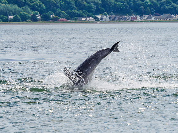 Chanonry Point Bottlenose Dolphins
